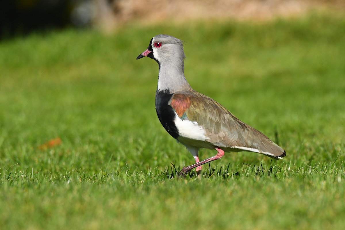 Southern Lapwing - ML579539981