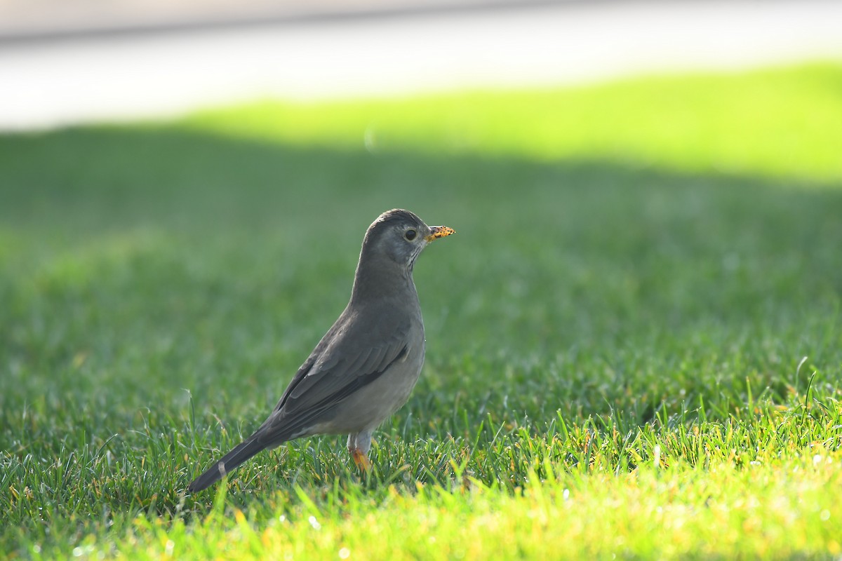 Austral Thrush - ML579540061