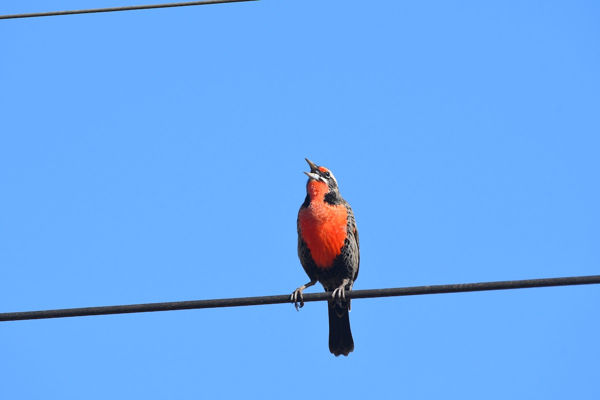 Long-tailed Meadowlark - ML579540181
