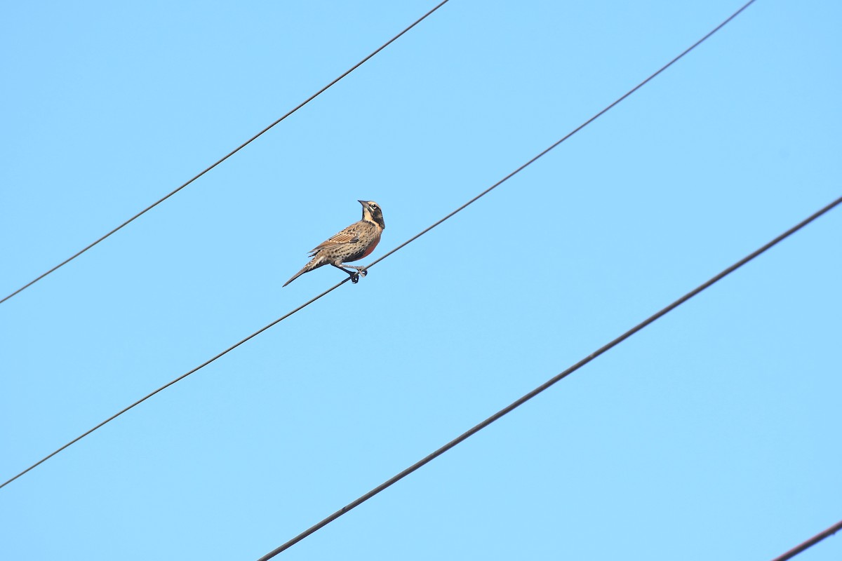 Long-tailed Meadowlark - ML579540191