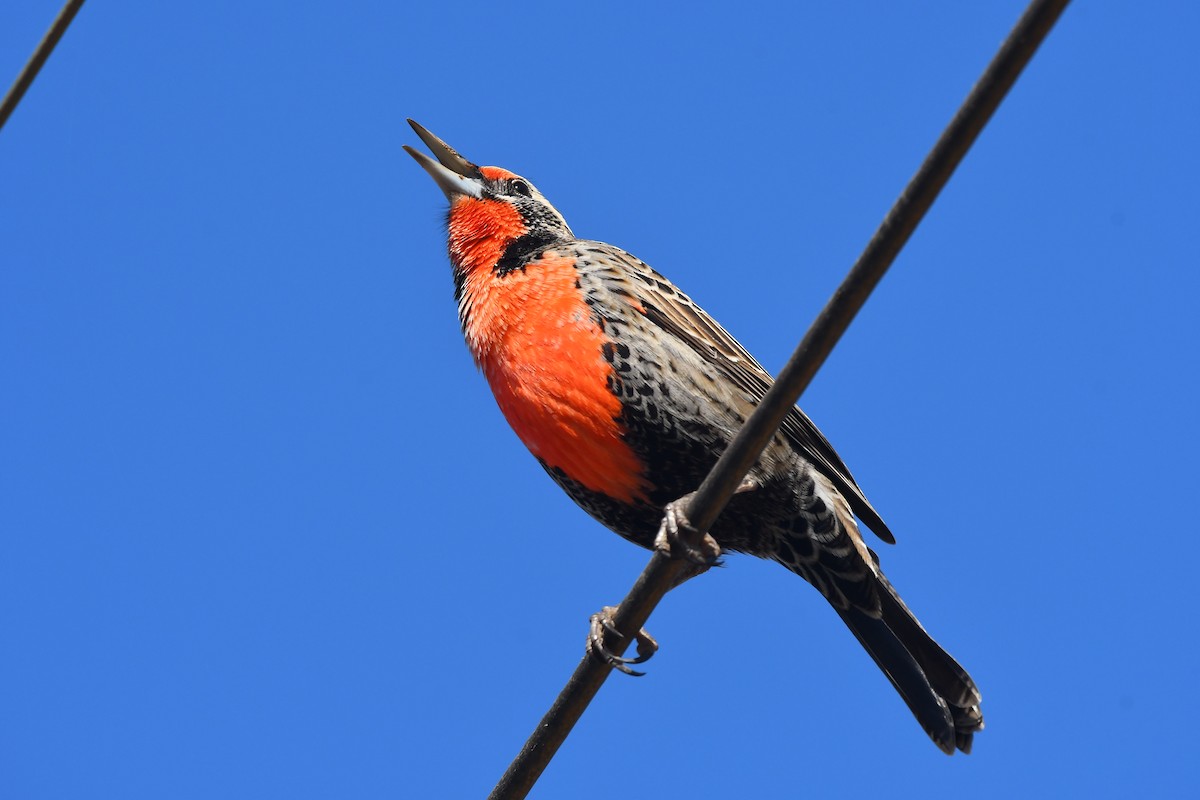 Long-tailed Meadowlark - ML579540211
