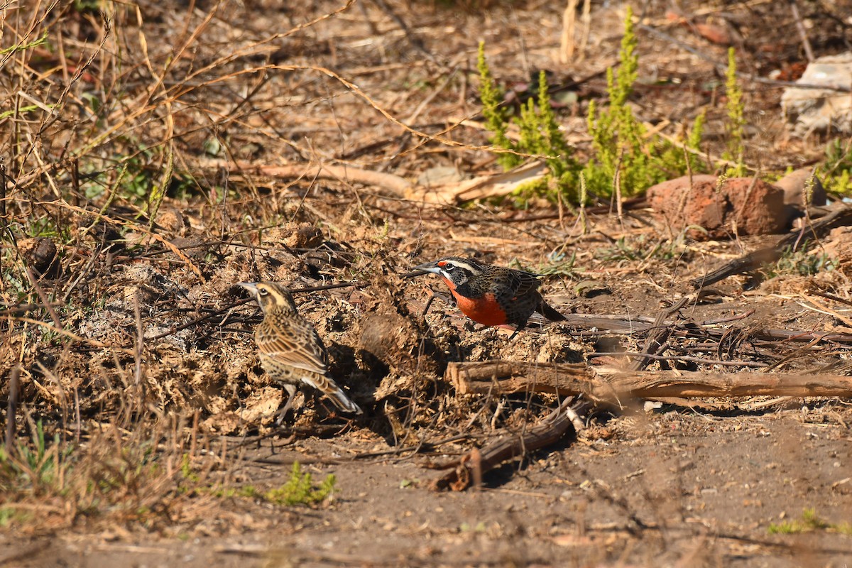 Long-tailed Meadowlark - ML579540221