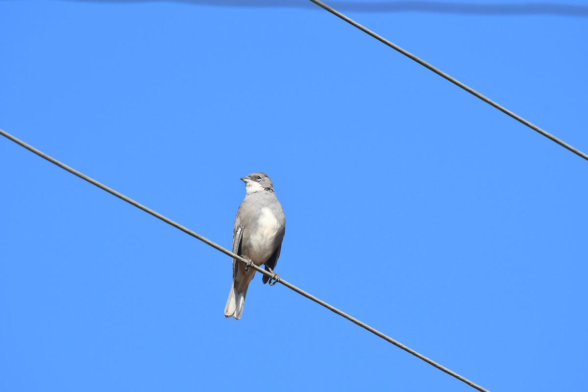 Diuca Finch - ML579540241