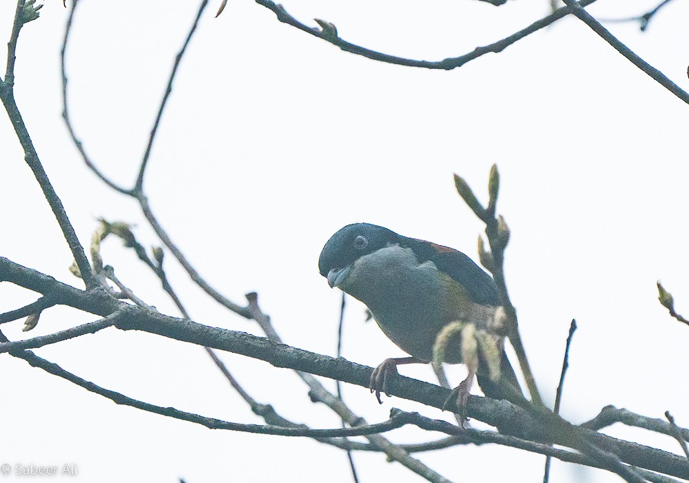 Black-headed Shrike-Babbler - ML579540461