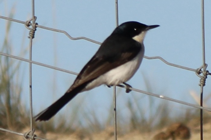 Restless Flycatcher - ML579540581