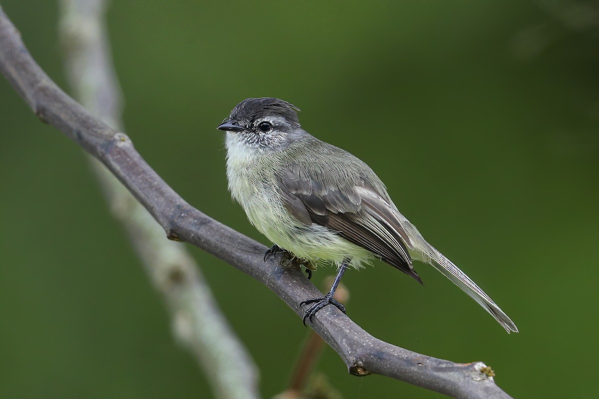 Sooty-headed Tyrannulet (caucae) - ML579541381