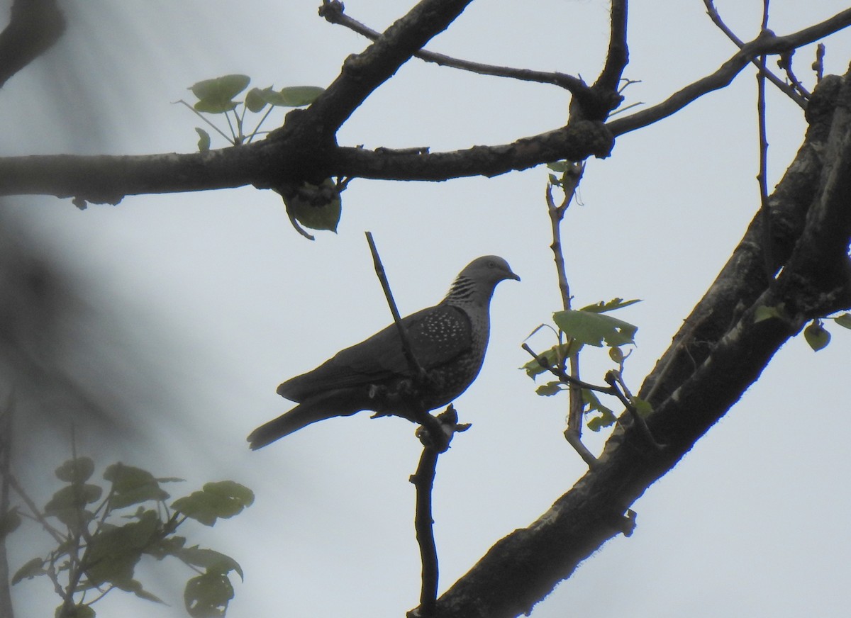 Speckled Wood-Pigeon - ML579541541