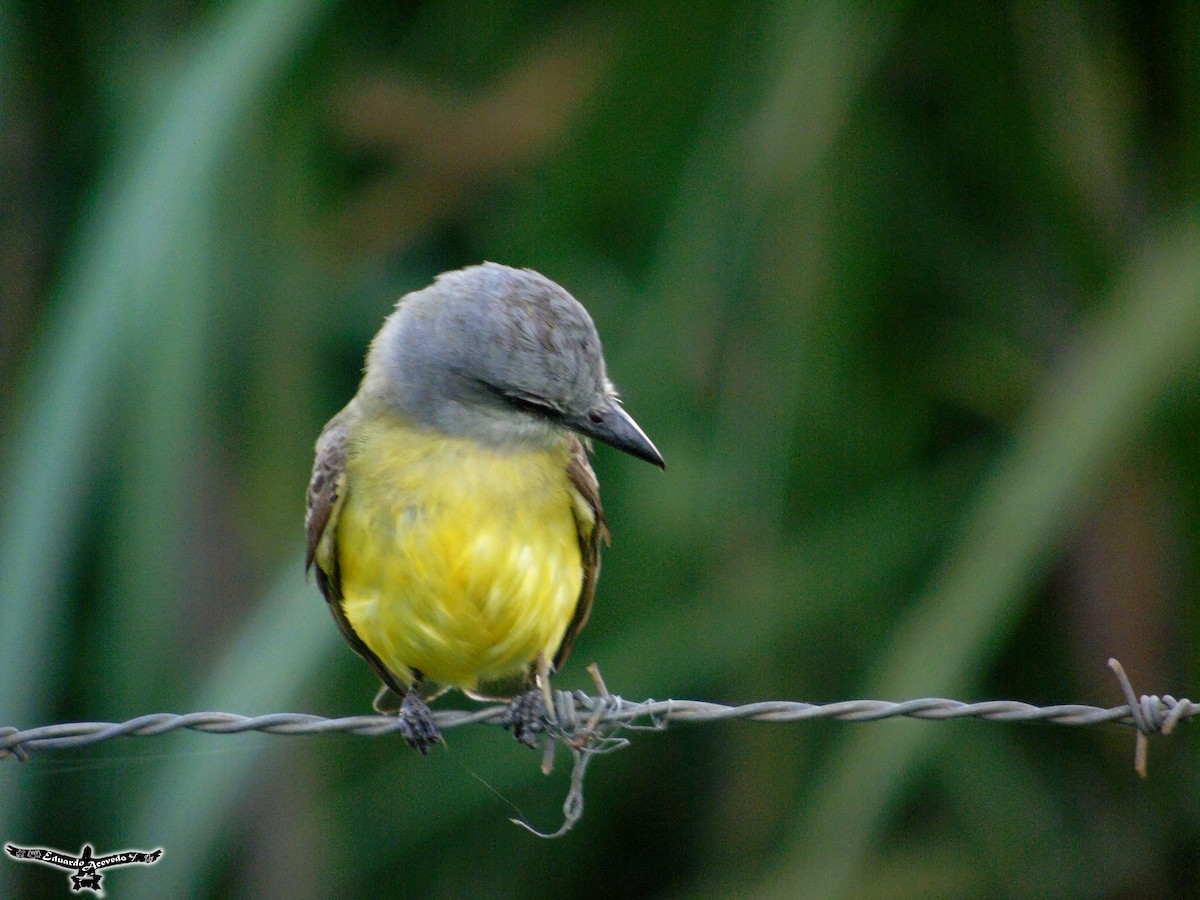 Tropical Kingbird - Eduardo Acevedo