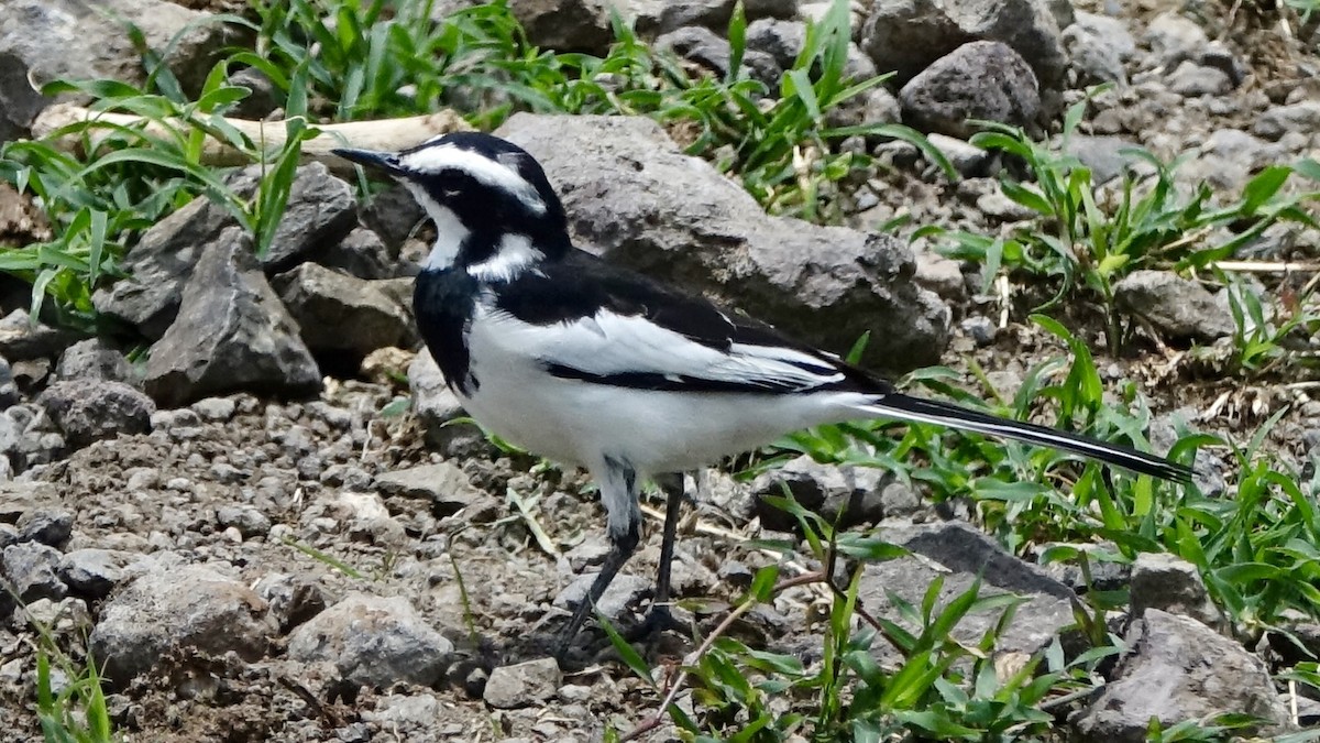African Pied Wagtail - ML579541771