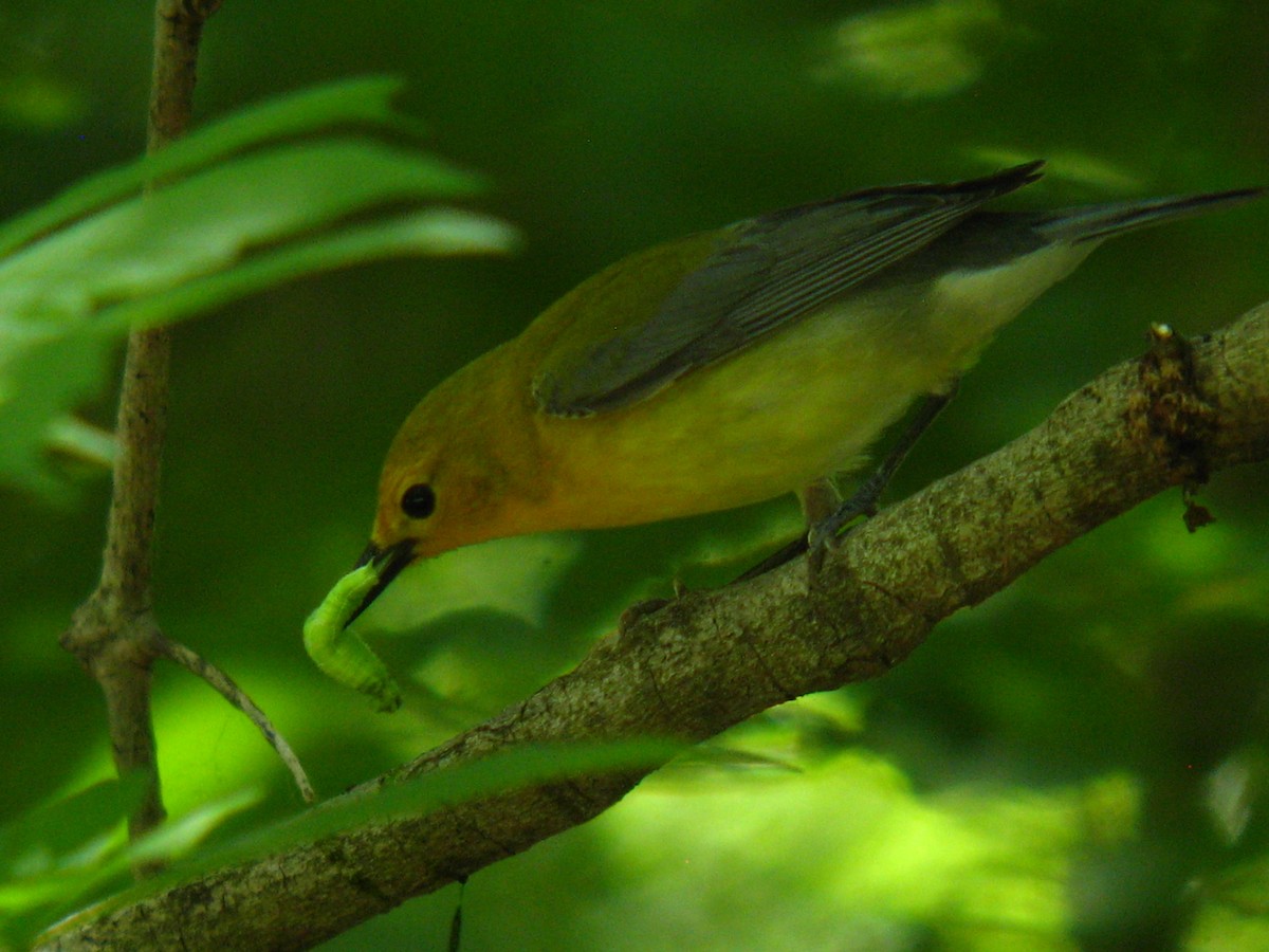 Prothonotary Warbler - ML57954201