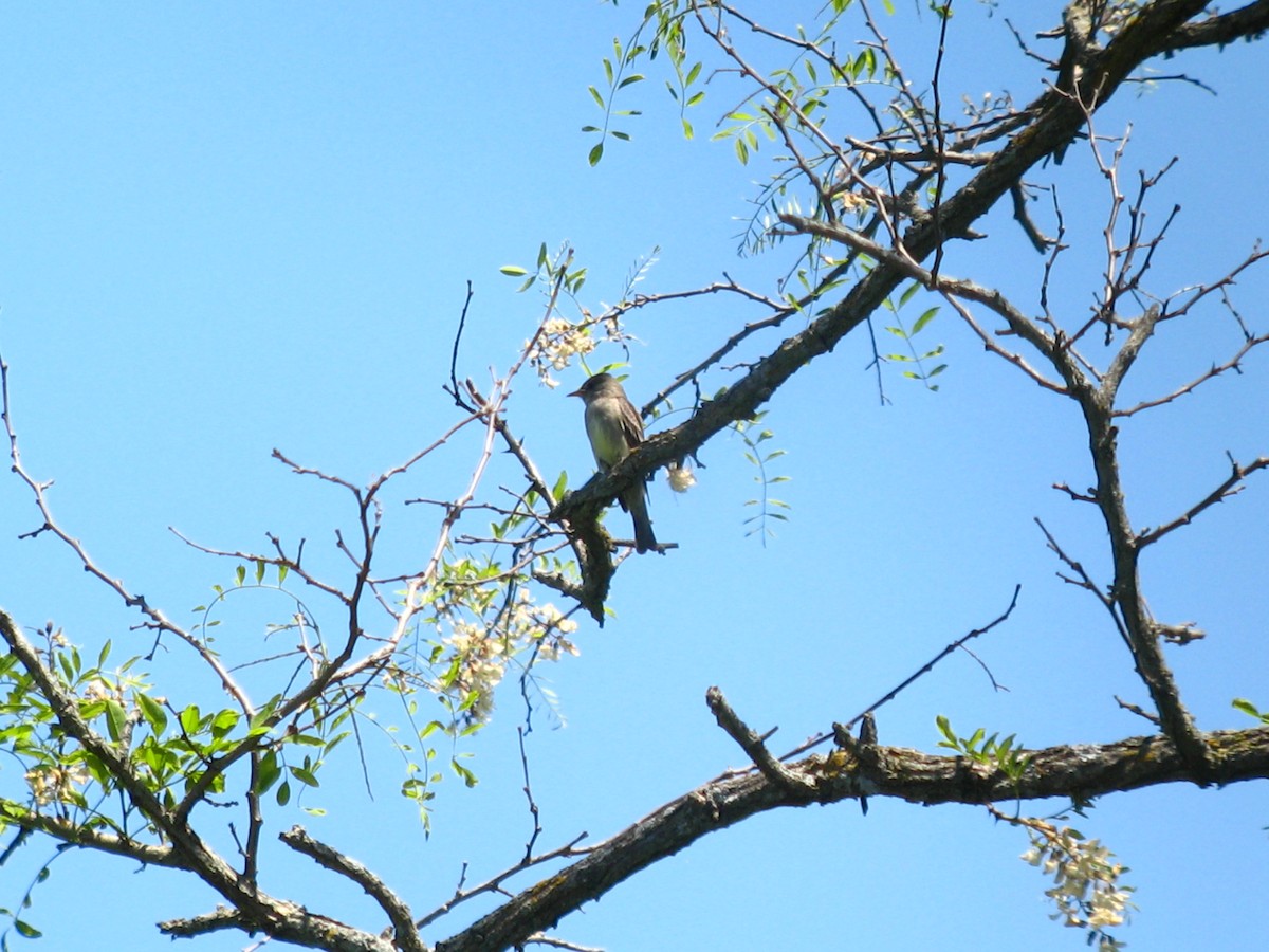 Eastern Wood-Pewee - ML57954221