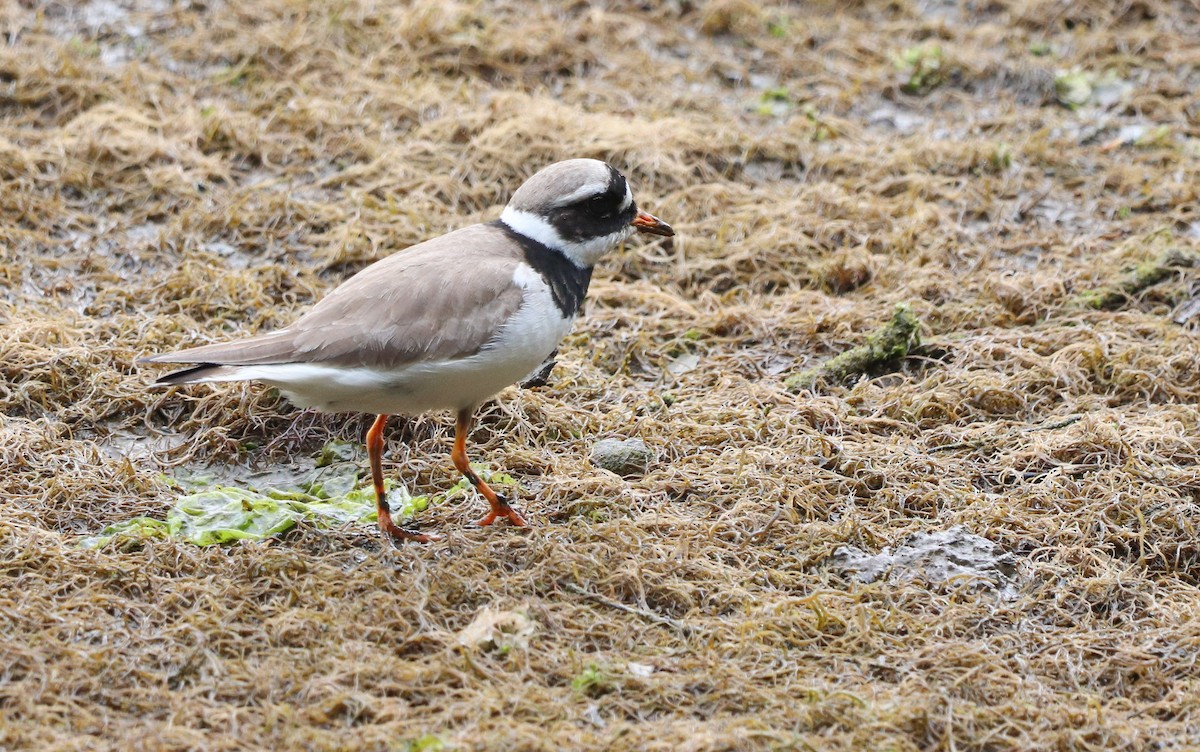 Common Ringed Plover - ML579542411