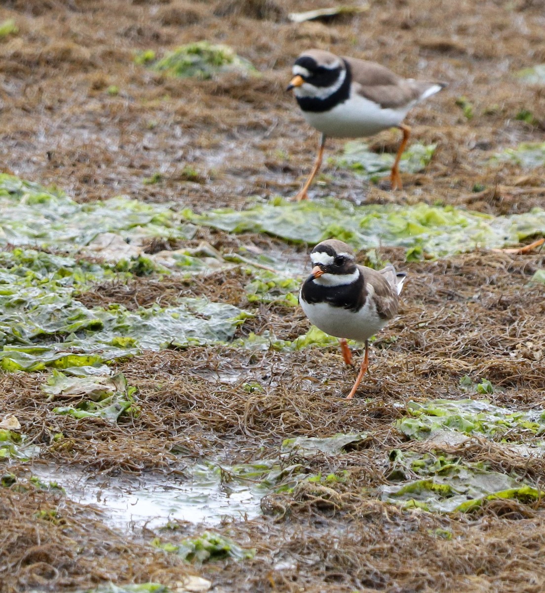 Common Ringed Plover - ML579543061