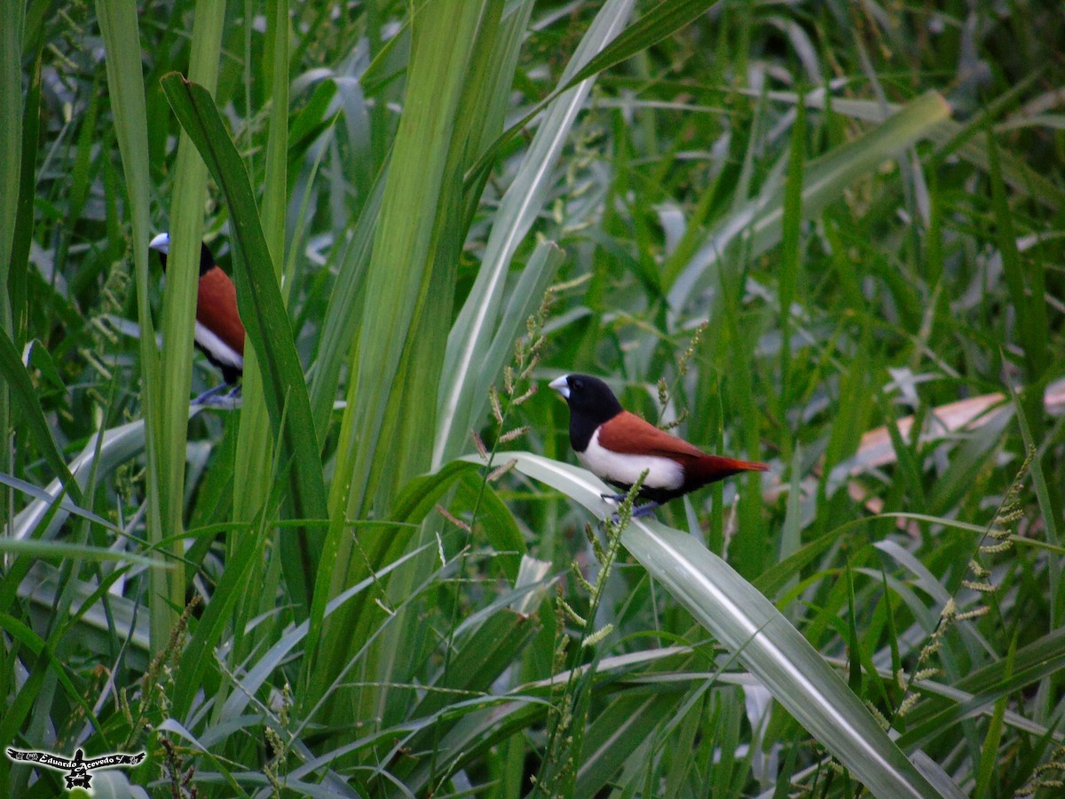 Tricolored Munia - ML57954491