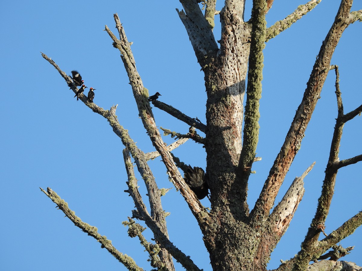 Acorn Woodpecker - ML579546031