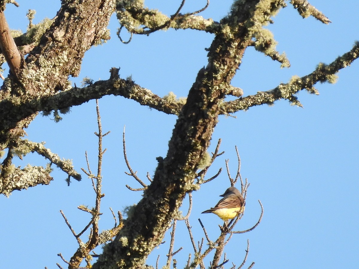 Western Kingbird - ML579546051