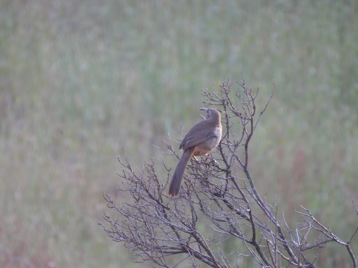 California Thrasher - ML579546071