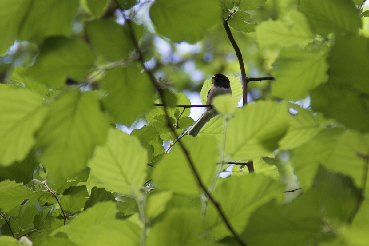 Junco Ojioscuro (grupo oreganus) - ML579546201