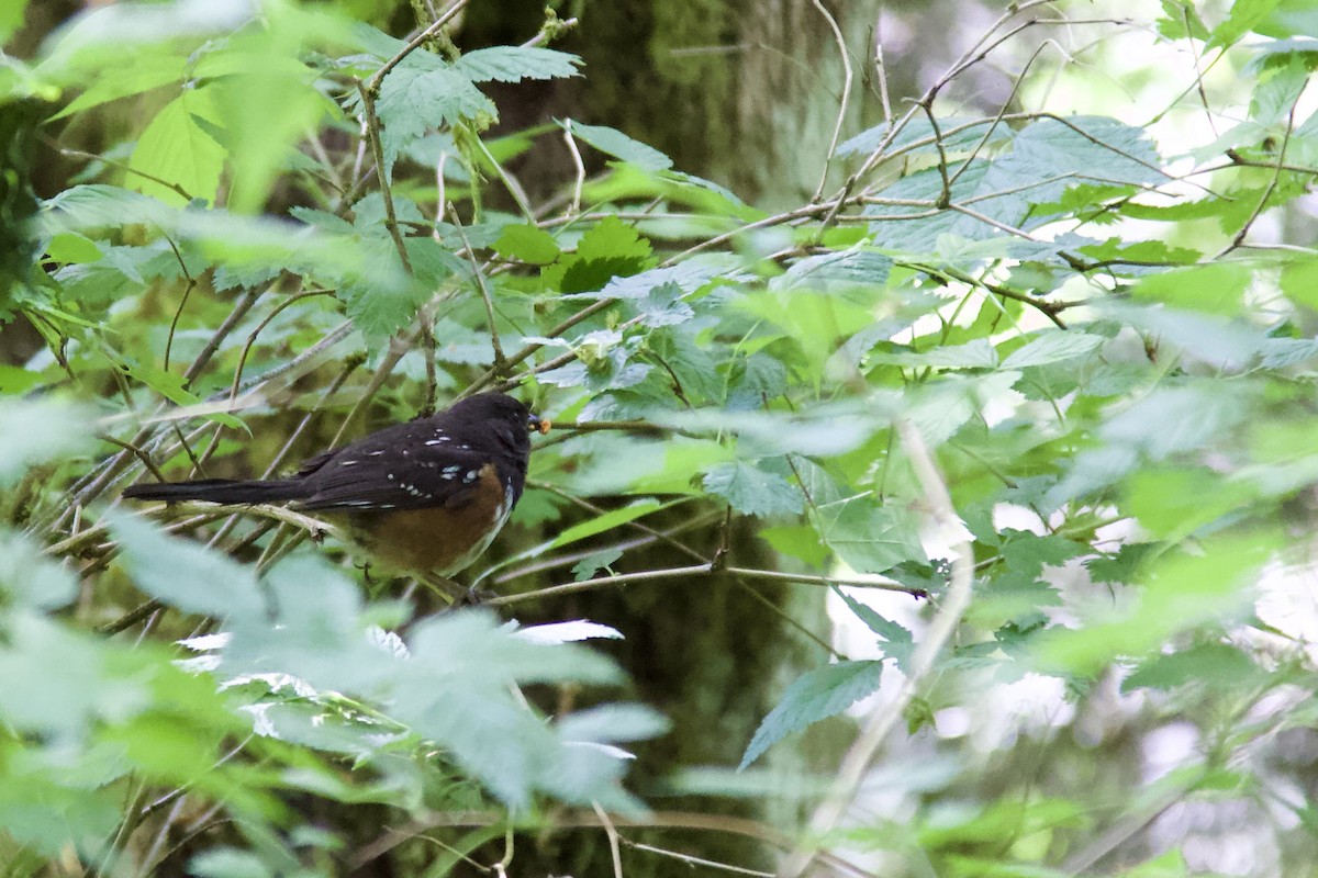 Spotted Towhee - ML579546261