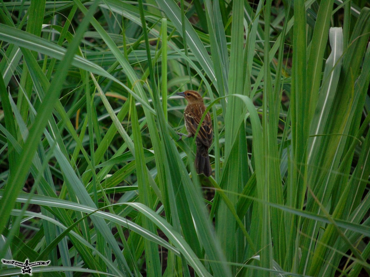 Red-winged Blackbird - ML57954641