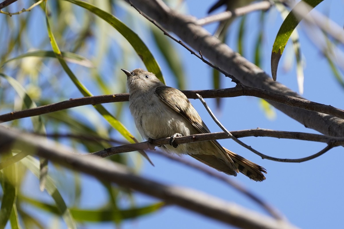 Horsfield's Bronze-Cuckoo - ML579547301