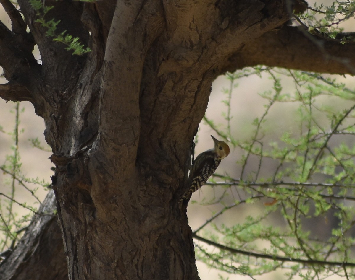 Yellow-crowned Woodpecker - ML579547921