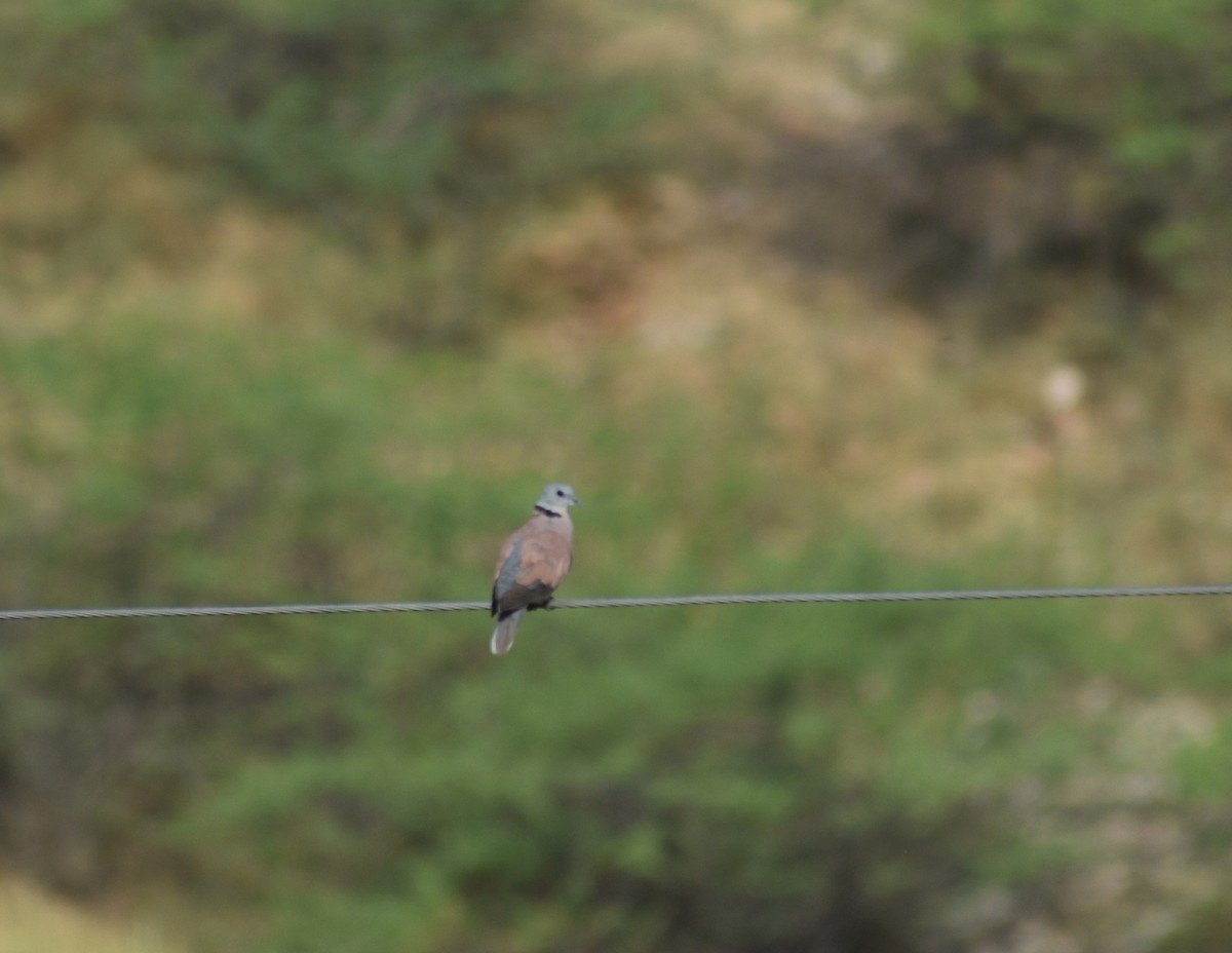 Red Collared-Dove - ML579548041