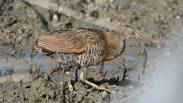 Clapper Rail - ML579548691