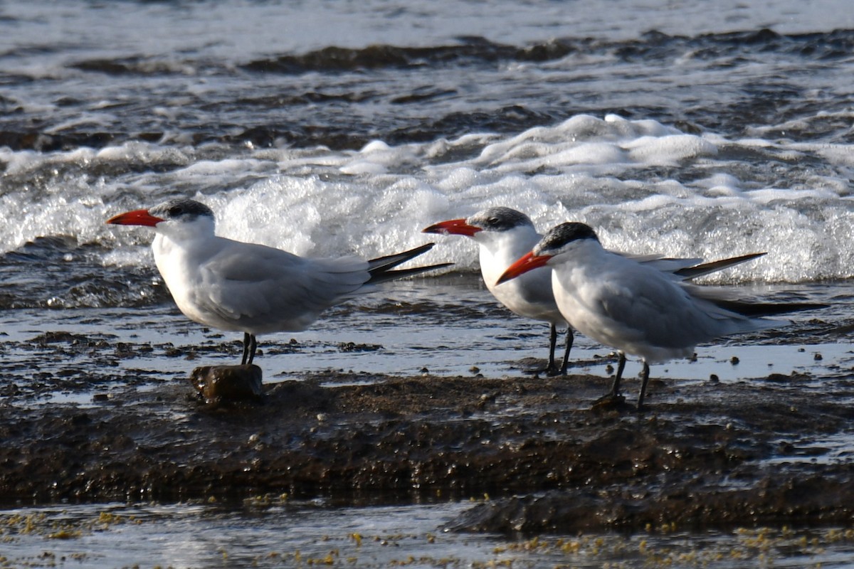 Caspian Tern - ML579549611