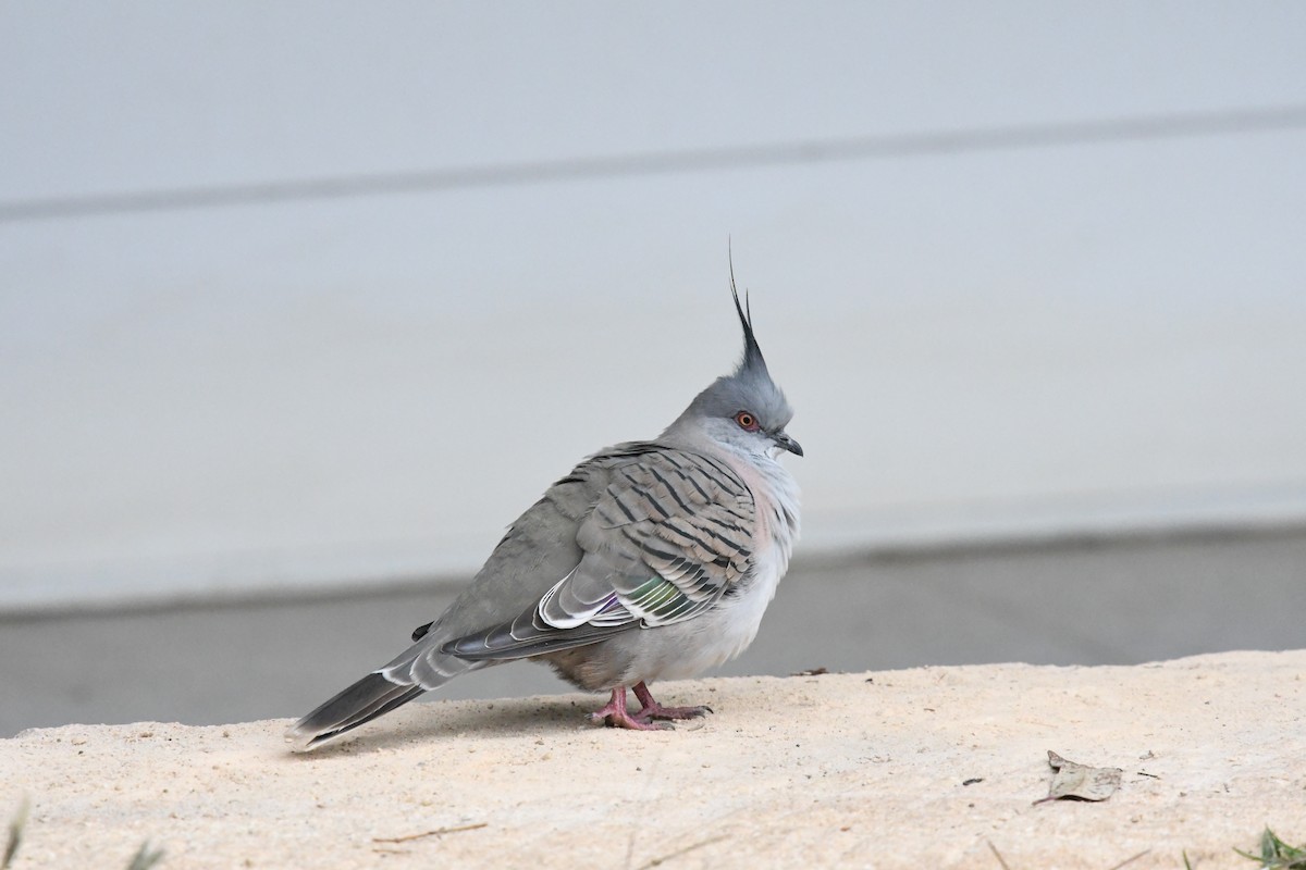 Crested Pigeon - ML579549811