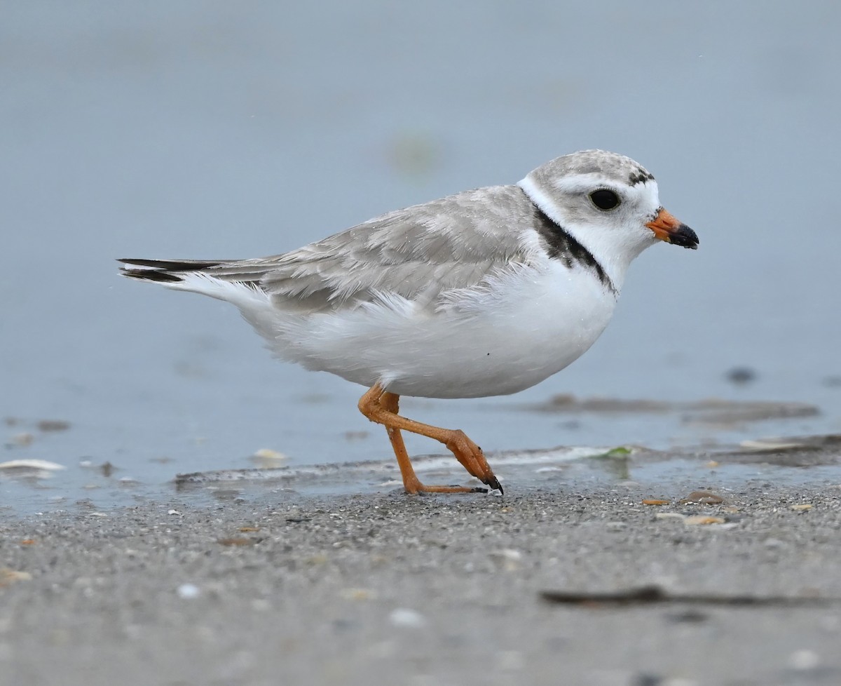 Piping Plover - ML579549871