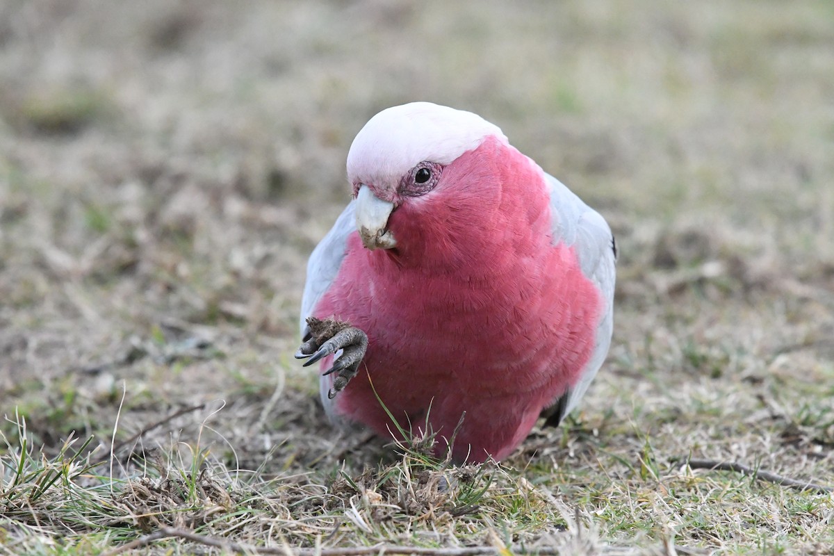 Galah - ML579550151