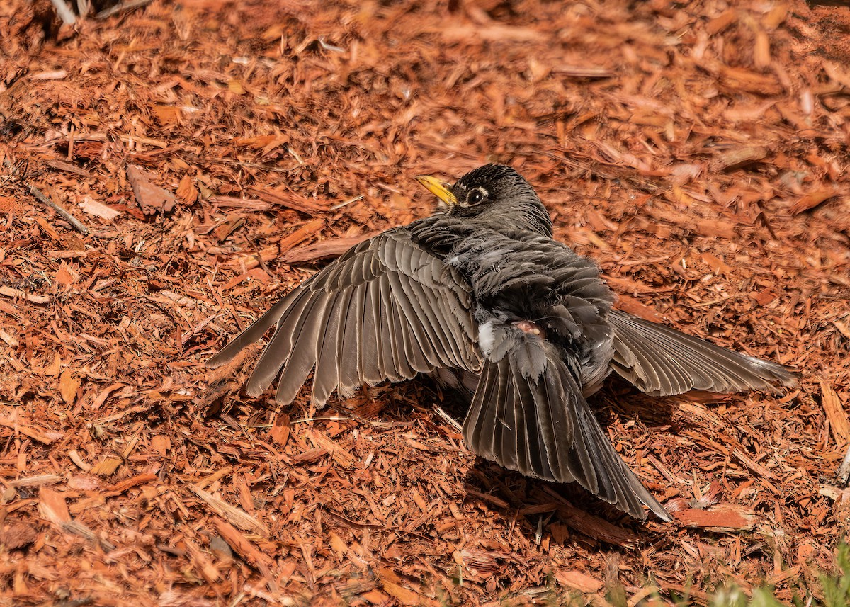 American Robin - ML579551061