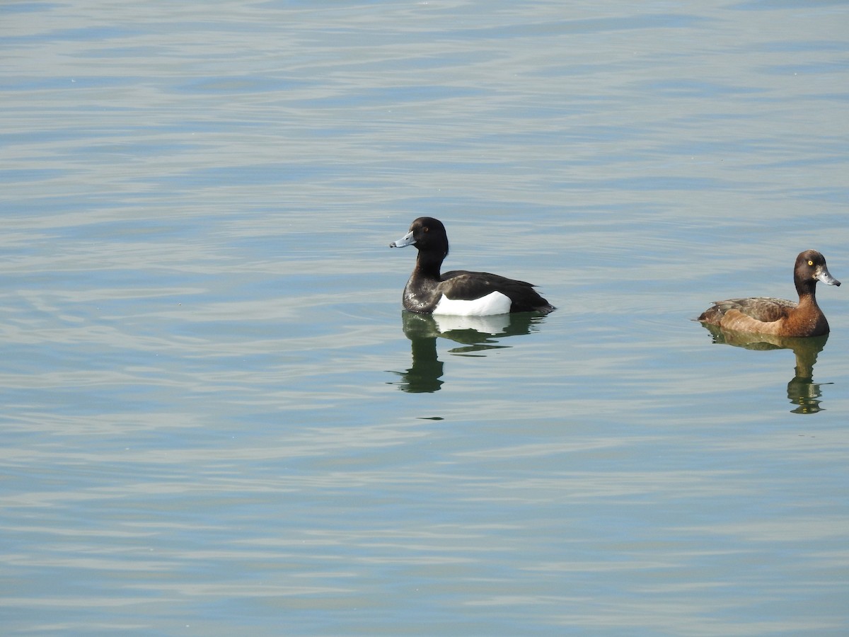 Tufted Duck - Philip Phillips