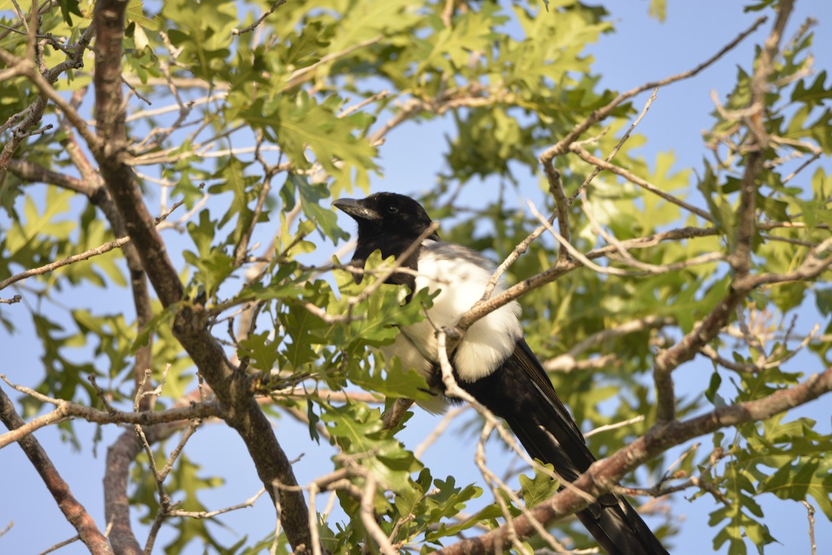 Black-billed Magpie - ML579551311