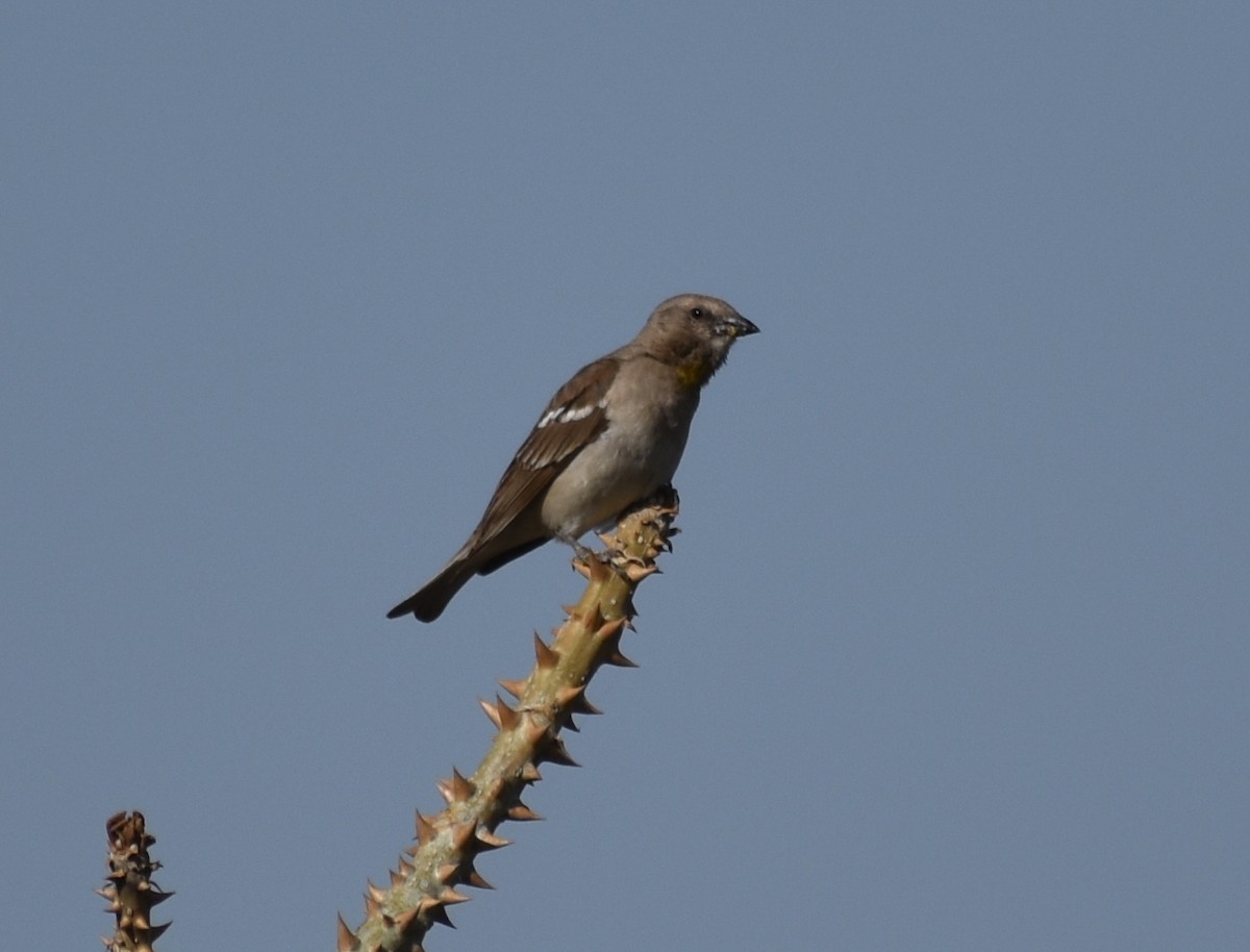 Yellow-throated Sparrow - ML579551901