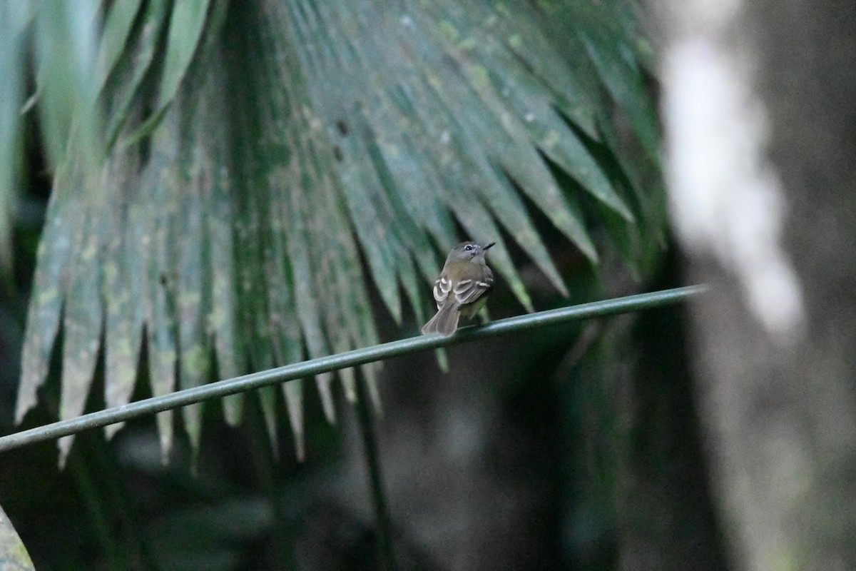 Black-billed Flycatcher - Eryn Woernley