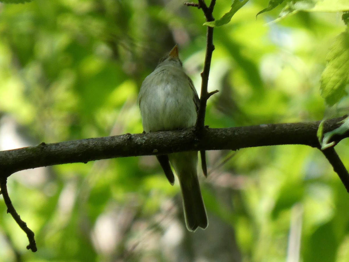 Moucherolle vert - ML579555681