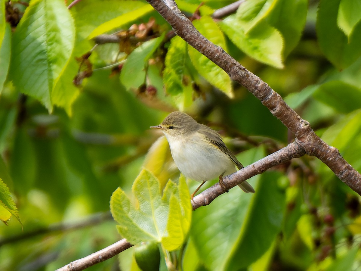 Willow Warbler - ML579557341