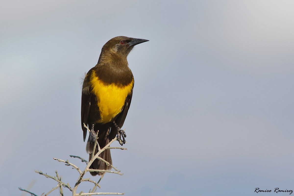 Brown-and-yellow Marshbird - ML579559761