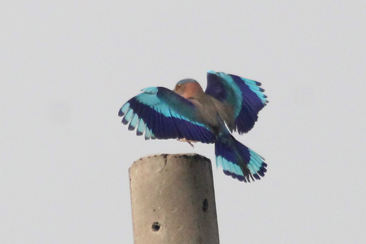 Indian/Indochinese Roller - Elias Thomas