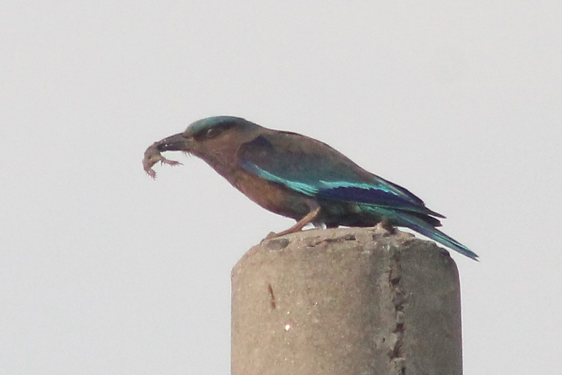 Indian/Indochinese Roller - Elias Thomas