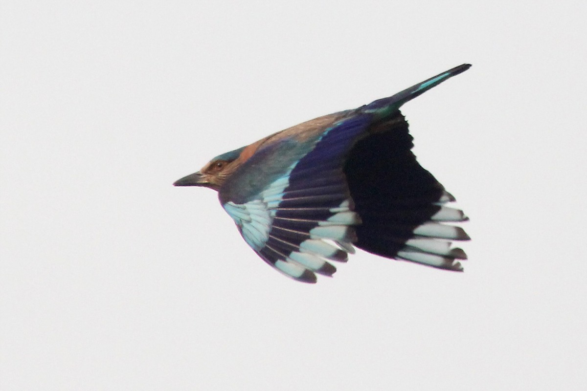 Indian/Indochinese Roller - Elias Thomas