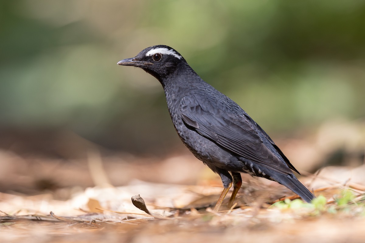 Siberian Thrush - ML579562001