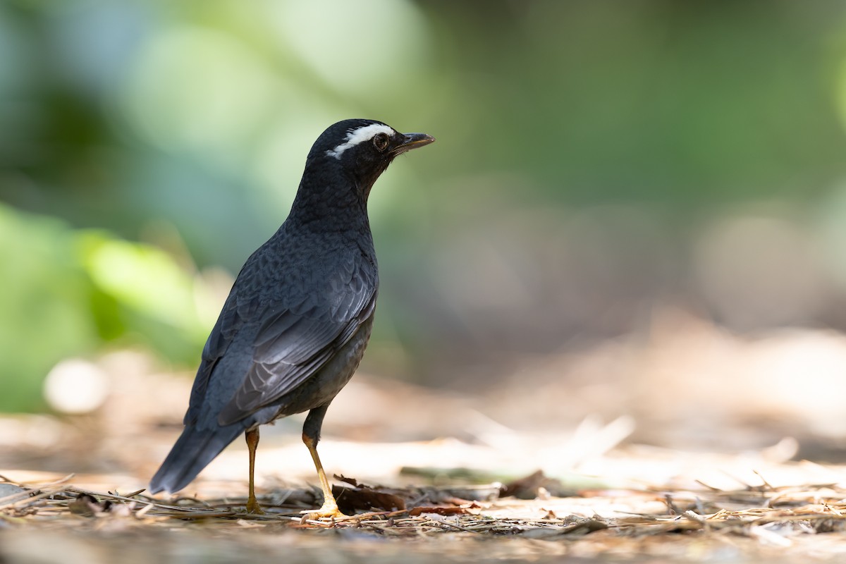 Siberian Thrush - ML579562021