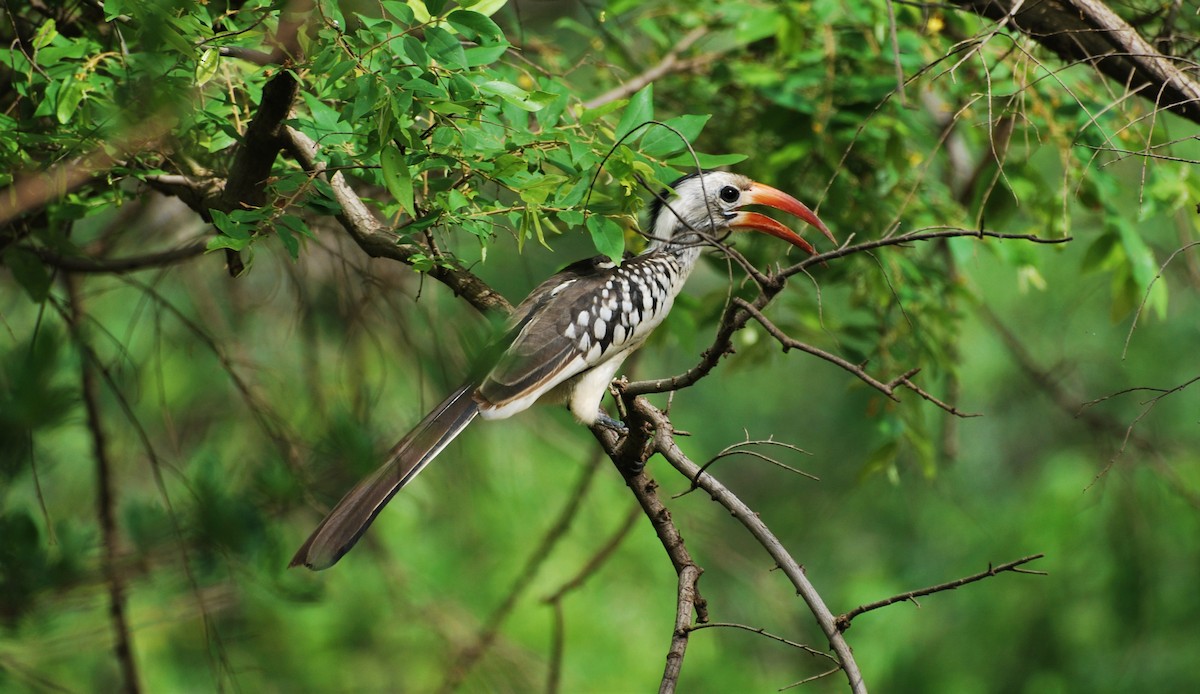 Northern Red-billed Hornbill - ML579564291