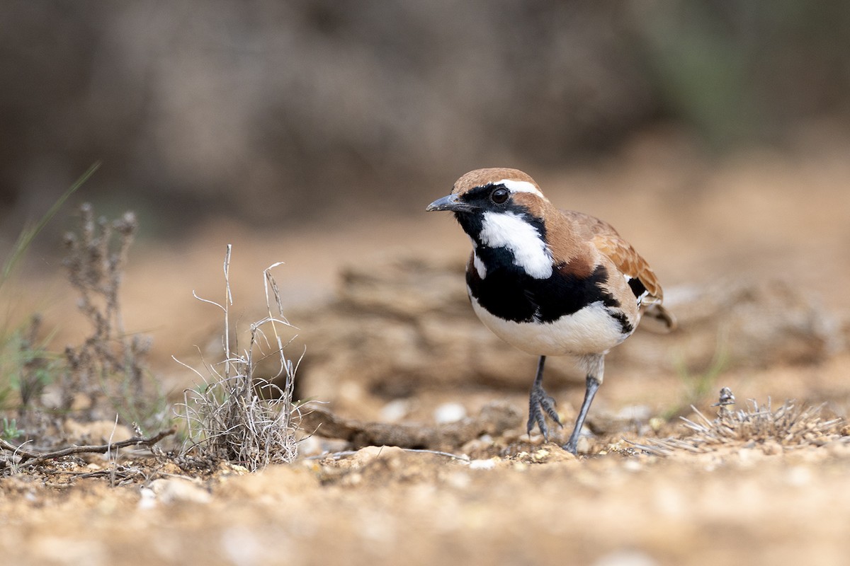 Nullarbor Quail-thrush - ML579564431