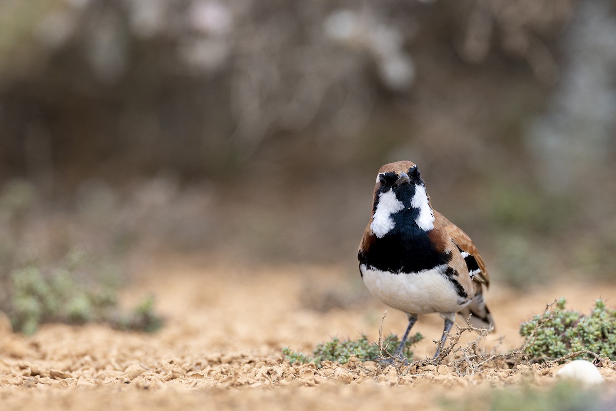 Nullarbor Quail-thrush - ML579564441