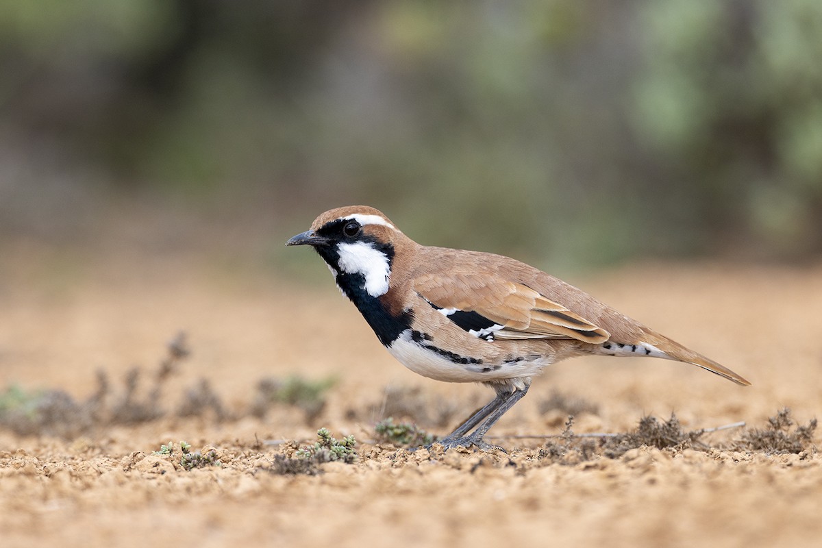 Nullarbor Quail-thrush - Laurie Ross | Tracks Birding & Photography Tours