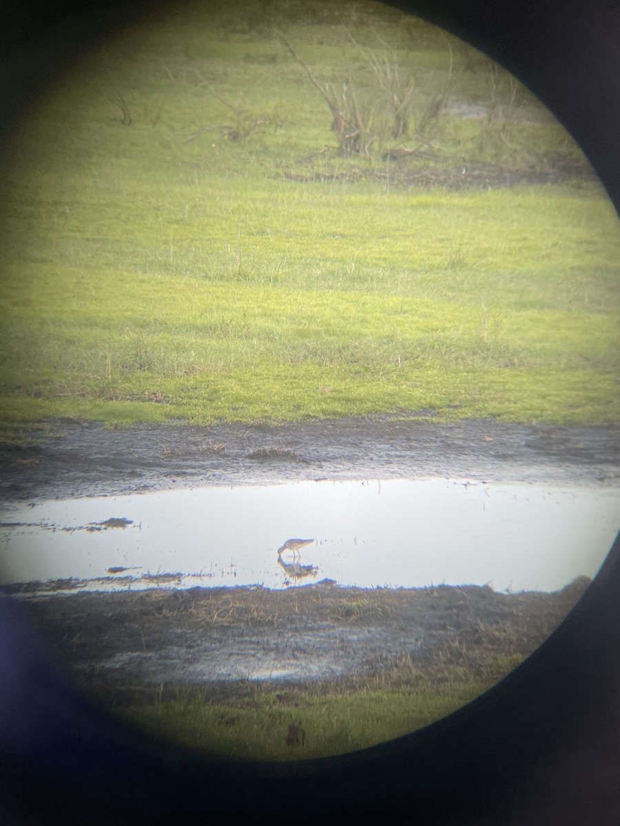 Solitary Sandpiper - ML579565551